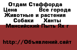 Отдам Стаффорда › Цена ­ 2 000 - Все города Животные и растения » Собаки   . Ханты-Мансийский,Пыть-Ях г.